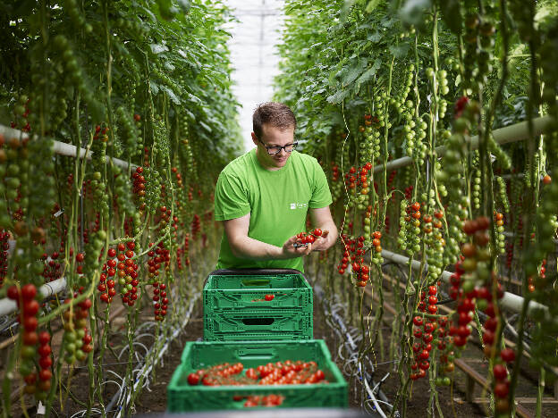 Tomatenernte im Glashaus, Industriefotografie Christian Vorhofer, Kunde WKÖ