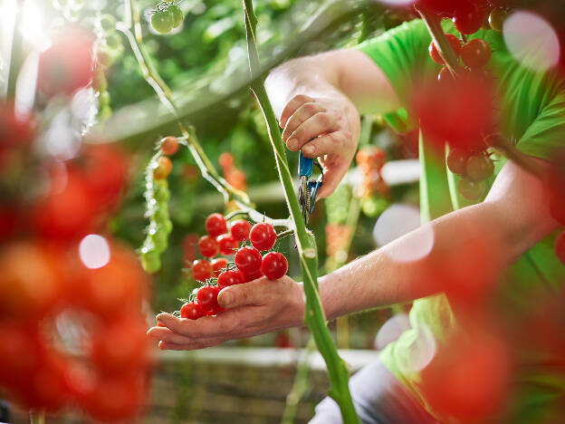 Tomatenernte im Glashaus, Industriefotografie Christian Vorhofer, Kunde WKÖ